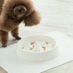 Pet Slow Food Bowl - Image 5