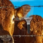 Dematting Brush Rake Comb Pet Comb Rake Comb Grooming Brush Hand Undercoat Scrubber Pet Combing Kit For Horses Grooming Rake Dogs Dog Rake - Image 6