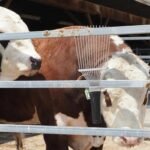 Dematting Brush Rake Comb Pet Comb Rake Comb Grooming Brush Hand Undercoat Scrubber Pet Combing Kit For Horses Grooming Rake Dogs Dog Rake - Image 3