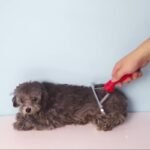 Pet Comb Extra-Large Rake Comb Grooming Brush Deshedding Tool Beauty Comb For Large Dogs Golden Retriever Husky German Shepherd - Image 6