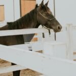 Dematting Brush Rake Comb Pet Comb Rake Comb Grooming Brush Hand Undercoat Scrubber Pet Combing Kit For Horses Grooming Rake Dogs Dog Rake - Image 9